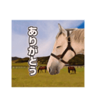 毎日ゴルシ（個別スタンプ：3）