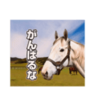 毎日ゴルシ（個別スタンプ：4）