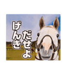 毎日ゴルシ（個別スタンプ：5）