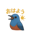 幸せの青い鳥♪イソヒヨドリくん（個別スタンプ：1）