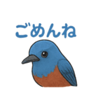 幸せの青い鳥♪イソヒヨドリくん（個別スタンプ：3）