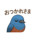 幸せの青い鳥♪イソヒヨドリくん（個別スタンプ：4）