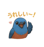 幸せの青い鳥♪イソヒヨドリくん（個別スタンプ：5）