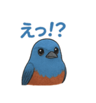 幸せの青い鳥♪イソヒヨドリくん（個別スタンプ：6）