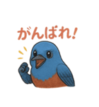 幸せの青い鳥♪イソヒヨドリくん（個別スタンプ：7）