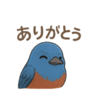 幸せの青い鳥♪イソヒヨドリくん（個別スタンプ：8）
