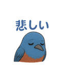 幸せの青い鳥♪イソヒヨドリくん（個別スタンプ：10）