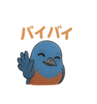 幸せの青い鳥♪イソヒヨドリくん（個別スタンプ：12）