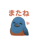 幸せの青い鳥♪イソヒヨドリくん（個別スタンプ：13）