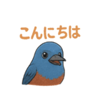 幸せの青い鳥♪イソヒヨドリくん（個別スタンプ：14）