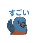 幸せの青い鳥♪イソヒヨドリくん（個別スタンプ：15）