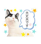 敬語にゃんこ達 猫2（個別スタンプ：1）