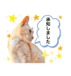 敬語にゃんこ達 猫2（個別スタンプ：2）