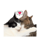 敬語にゃんこ達 猫2（個別スタンプ：4）