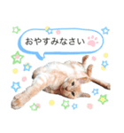 敬語にゃんこ達 猫2（個別スタンプ：5）