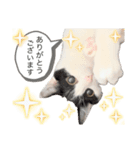 敬語にゃんこ達 猫2（個別スタンプ：6）