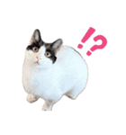 敬語にゃんこ達 猫2（個別スタンプ：7）