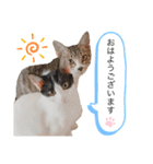 敬語にゃんこ達 猫2（個別スタンプ：8）