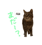 本物のキジトラ猫の日常挨拶スタンプ（個別スタンプ：1）
