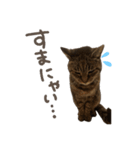 本物のキジトラ猫の日常挨拶スタンプ（個別スタンプ：2）