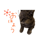 本物のキジトラ猫の日常挨拶スタンプ（個別スタンプ：3）