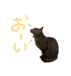 本物のキジトラ猫の日常挨拶スタンプ（個別スタンプ：4）