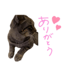 本物のキジトラ猫の日常挨拶スタンプ（個別スタンプ：5）