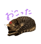 本物のキジトラ猫の日常挨拶スタンプ（個別スタンプ：6）