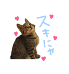 本物のキジトラ猫の日常挨拶スタンプ（個別スタンプ：7）