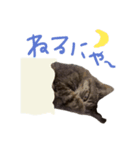本物のキジトラ猫の日常挨拶スタンプ（個別スタンプ：8）