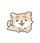 動く！ちわわわ！（個別スタンプ：1）
