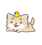 動く！ちわわわ！（個別スタンプ：5）