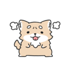動く！ちわわわ！（個別スタンプ：13）