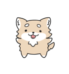 動く！ちわわわ！（個別スタンプ：19）