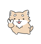 動く！ちわわわ！（個別スタンプ：21）