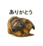 僕の名前は、ロイくん（個別スタンプ：4）