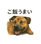 僕の名前は、ロイくん（個別スタンプ：5）