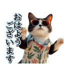 飛び出す★夏を感じる・ハチワレ猫・挨拶（個別スタンプ：1）