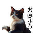 飛び出す★夏を感じる・ハチワレ猫・挨拶（個別スタンプ：2）