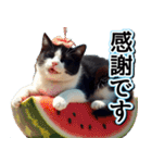 飛び出す★夏を感じる・ハチワレ猫・挨拶（個別スタンプ：3）