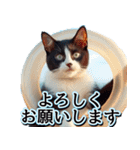 飛び出す★夏を感じる・ハチワレ猫・挨拶（個別スタンプ：5）