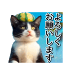飛び出す★夏を感じる・ハチワレ猫・挨拶（個別スタンプ：6）