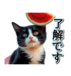 飛び出す★夏を感じる・ハチワレ猫・挨拶（個別スタンプ：10）