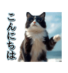 飛び出す★夏を感じる・ハチワレ猫・挨拶（個別スタンプ：15）