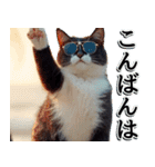 飛び出す★夏を感じる・ハチワレ猫・挨拶（個別スタンプ：16）