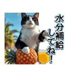 飛び出す★夏を感じる・ハチワレ猫・挨拶（個別スタンプ：17）
