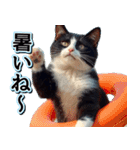 飛び出す★夏を感じる・ハチワレ猫・挨拶（個別スタンプ：18）