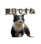 飛び出す★夏を感じる・ハチワレ猫・挨拶（個別スタンプ：20）