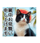 飛び出す★夏を感じる・ハチワレ猫・挨拶（個別スタンプ：21）