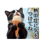 飛び出す★夏を感じる・ハチワレ猫・挨拶（個別スタンプ：23）